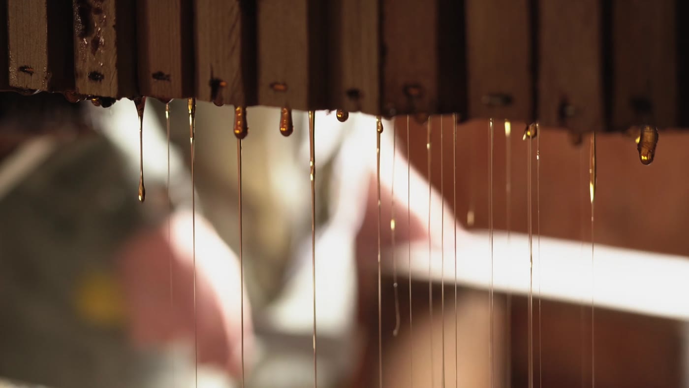 Honey dripping from a fresh comb frame