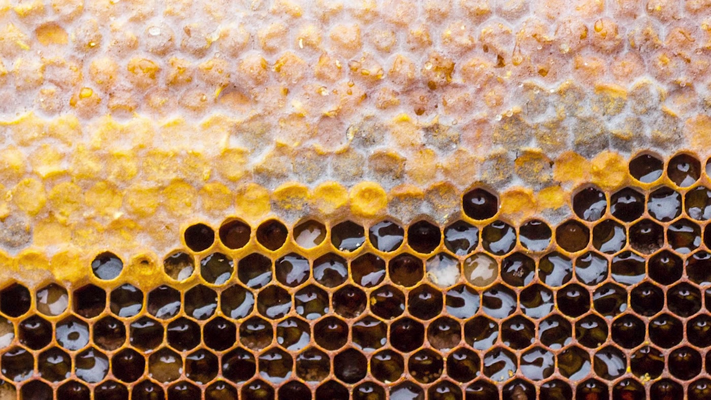 Raw honeycomb filled with golden honey