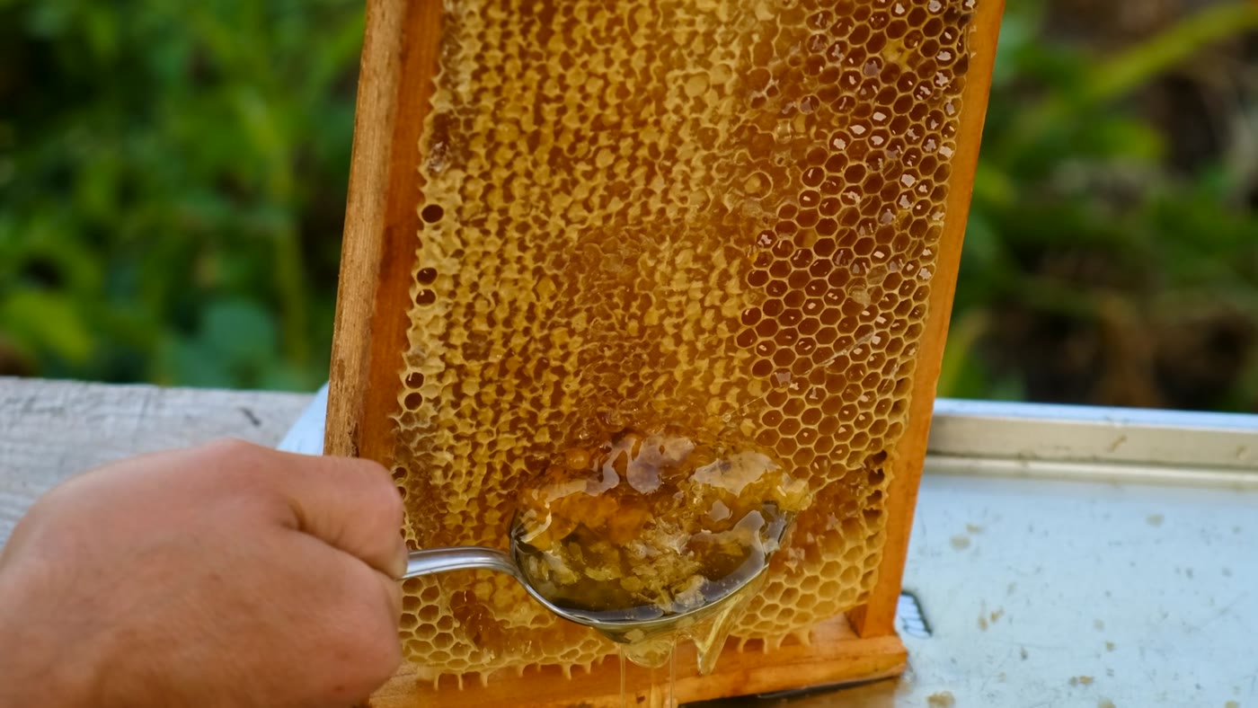 Raw honeycomb being scooped from the frame
